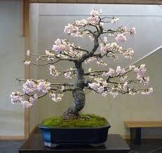 Exemple de floraison spectaculaire sur un bonsaï de cerisier