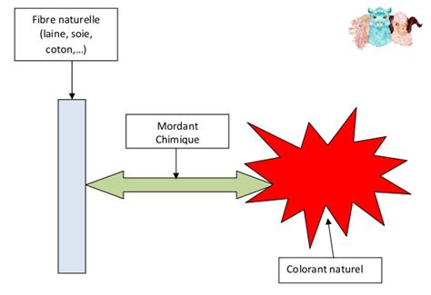 Schéma explicatif montrant les étapes du mordançage : lavage du tissu, bain d'alun, rinçage et séchage.