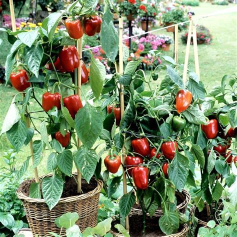Plantation de piments dans un jardin potager bien entretenu