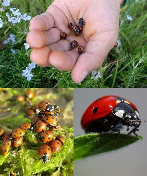 Les coccinelles, alliées naturelles contre les pucerons