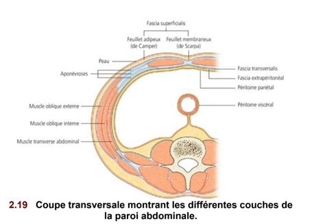 Schéma explicatif montrant les différents compartiments internes du sac