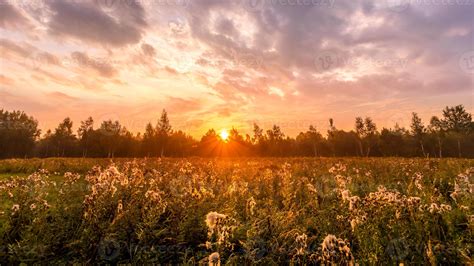 Champ couvert de rosée au lever du soleil