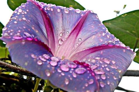 Diagramme expliquant la formation de la rosée