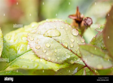 Gouttes de rosée sur une feuille verte