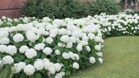 Hortensia 'Mont Blanc' dans un petit jardin
