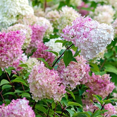 Exemple d'hortensia paniculé utilisé en haie