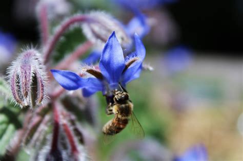 Photo macro de fleurs de bourrache attirant une abeille