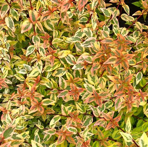 Abelia 'Kaleidoscope' feuillage coloré