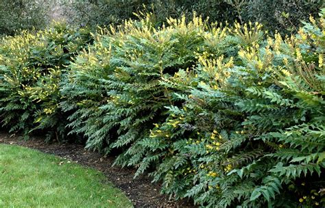 Mahonia en fleurs en hiver
