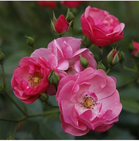 Rosier Frédéric Mistral en pleine floraison