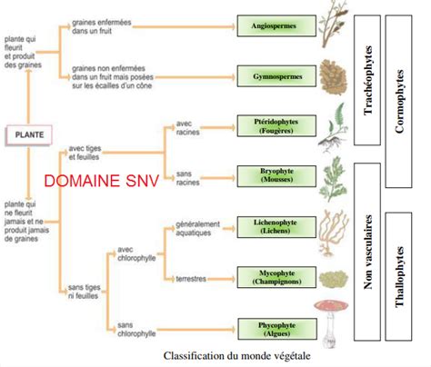 Classification botanique du rosier
