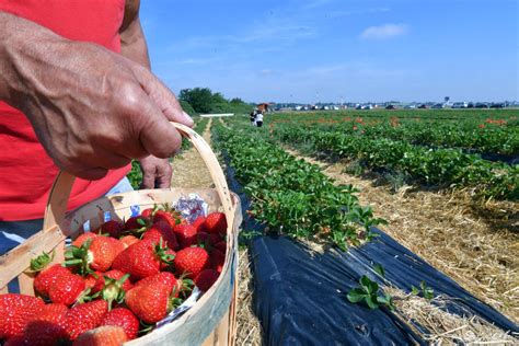 Champ de fraises en libre-cueillette