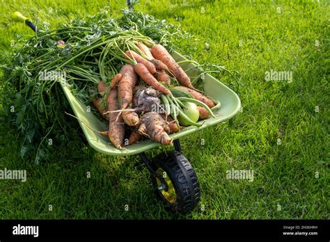 Brouette remplie de légumes frais