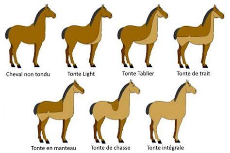 infographie types de tontes pour chevaux