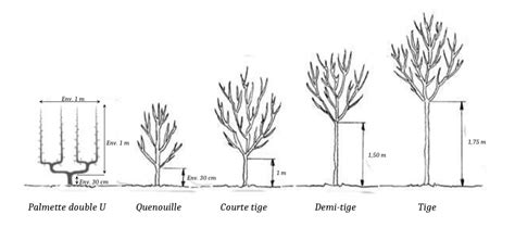 diagramme des différentes parties du figuier