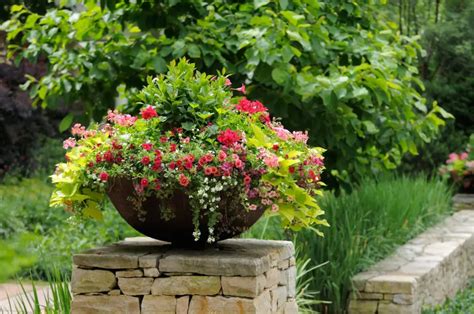 composition florale mixant géraniums et plantes compagnes