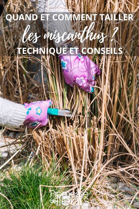 Illustration montrant l'entretien saisonnier : taille des Miscanthus et soin des cyprès