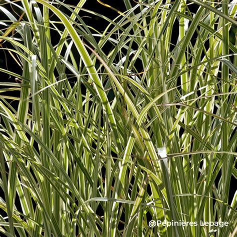 Détail photographique du feuillage panaché du Miscanthus Variegatus et de la texture écaillée du cyprès