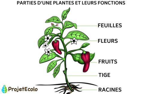 Schéma illustrant les différentes parties d'une plante grasse : feuilles, tiges, aréoles et racines