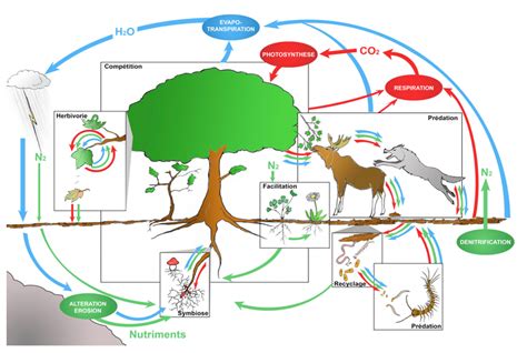 Diagramme montrant les interactions entre plantes, insectes et oiseaux dans un jardin
