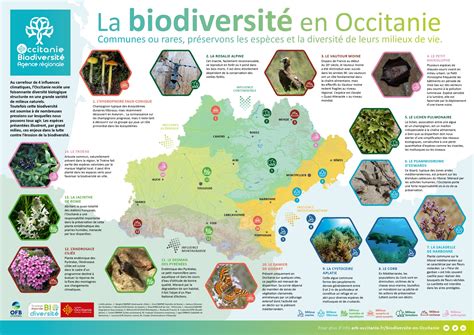 Infographie présentant différentes plantes locales bénéfiques pour la biodiversité
