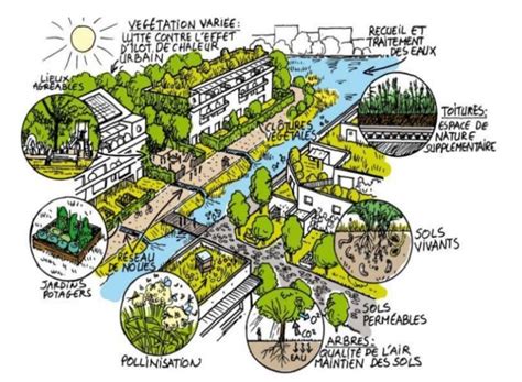 Image d'un jardin urbain luxuriant et diversifié, symbolisant la réussite de l'intégration de la biodiversité