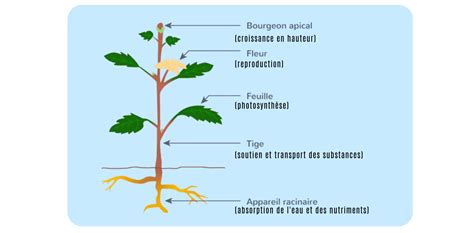 Illustration d'une plante d'impatiens saine et d'une plante d'impatiens infectée par le mildiou