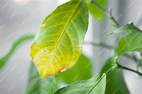Gros plan sur une feuille d'impatiens montrant un jaunissement et un duvet blanc grisâtre au revers