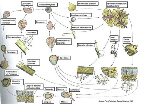 Schéma du cycle de vie de Plasmopara obducens