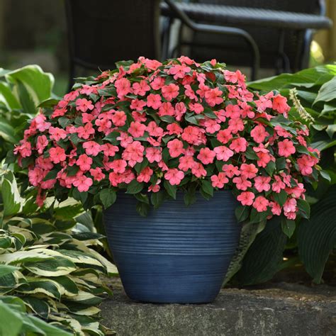 Photo d'une Impatiens Imara XDR florissante et saine