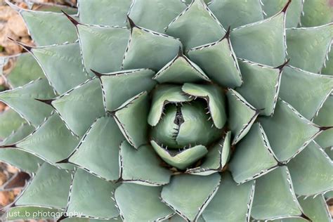 Rosette caractéristique d'un agave en plein soleil