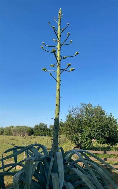 Hampe florale impressionnante d'un agave en fleurs