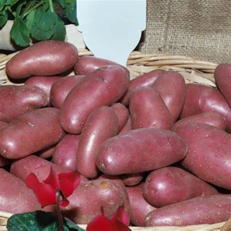 Pommes de terre Chérie rouges