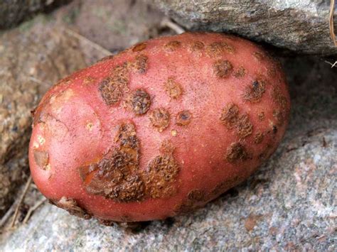 Tubercules de pomme de terre affectés par la gale
