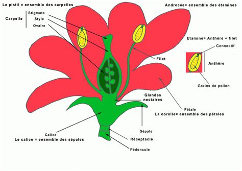 Schéma illustrant la structure d'une fleur de Chaenomeles et ses pétales