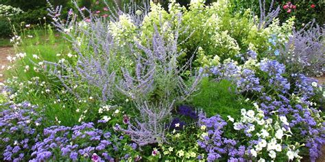 Massif de fleurs bleues variées