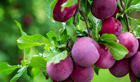 Adulte d'hoplocampe du prunier et fruits endommagés