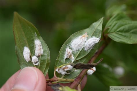Dégâts causés par les cochenilles sur les rameaux de prunier