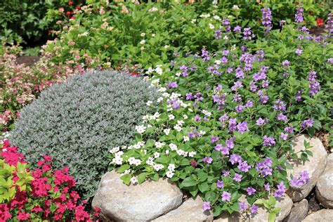 Plantes couvre-sols diverses dans un jardin