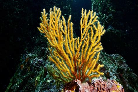 Gorgones jaunes et blanches sous l'eau