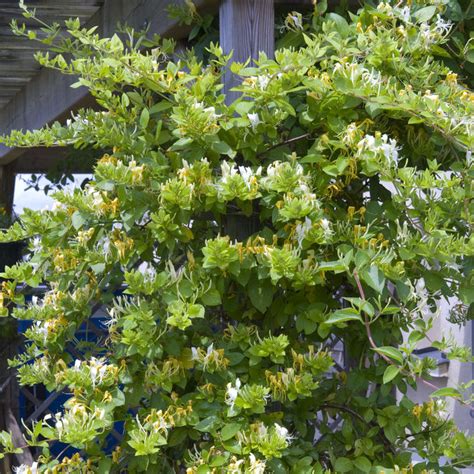 Chèvrefeuille Halliana en pleine floraison sur un treillage