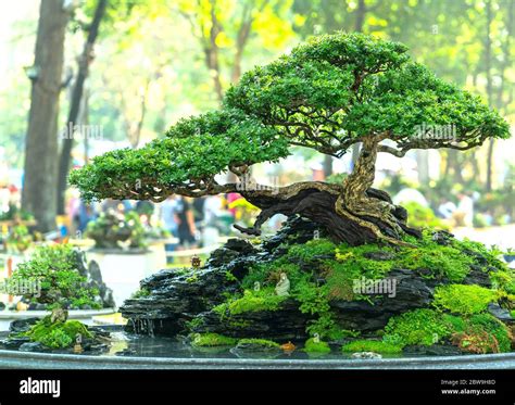 Illustration d'un paysage de penjing traditionnel dans un plateau en céramique