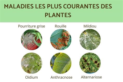 Schéma illustrant les différentes maladies des plantes