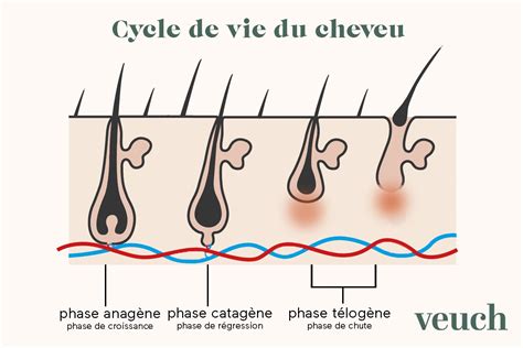 Cycle de vie du cheveu et impact de l'inflammation