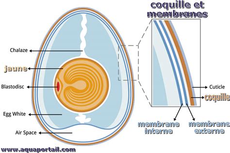 Schéma de la composition minérale des coquilles d'œufs