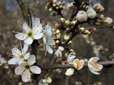 Prunellier en fleurs au printemps