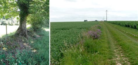 Haie de prunelliers en bordure de champ