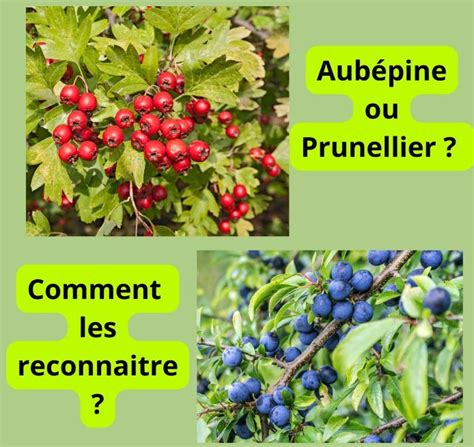 Différences entre prunellier et aubépine