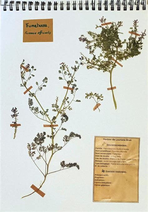 Planche d'herbier historique avec annotations scientifiques détaillées du XVIIIe siècle