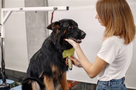 Un toiletteur professionnel utilisant une tondeuse ergonomique sur un chien à poils longs pour assurer son confort